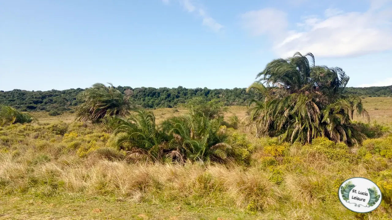 The Wild Date Palm: Exploring Phoenix Reclinata in St. Lucia