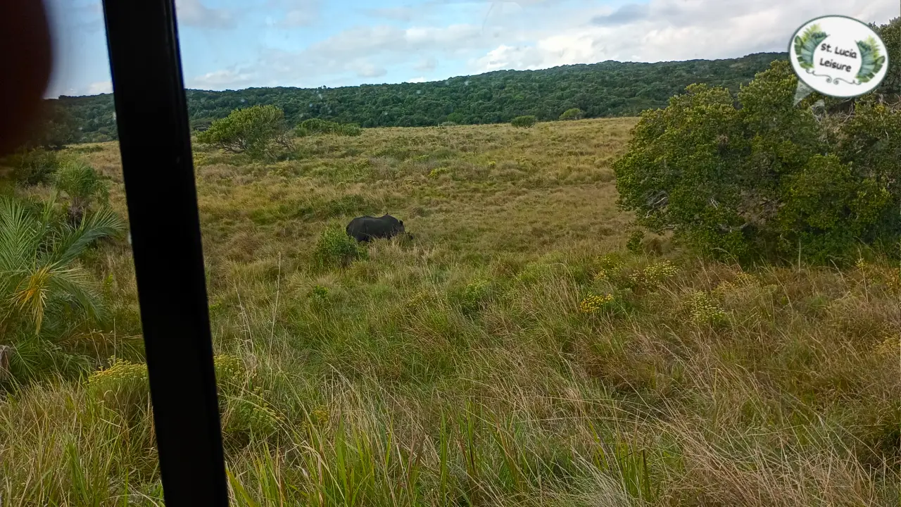 The Fight for Survival: Guardian Rhinos of iSimangaliso